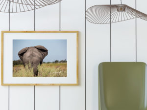 Elephant A